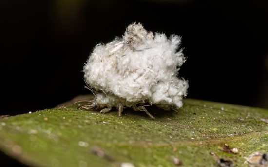 UUUGame - Junk collector