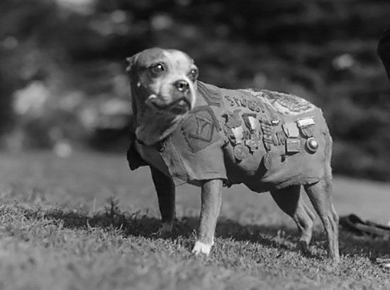 Sexo com casada peituda dando a bucetona greluda - Sergeant Stubby at your service